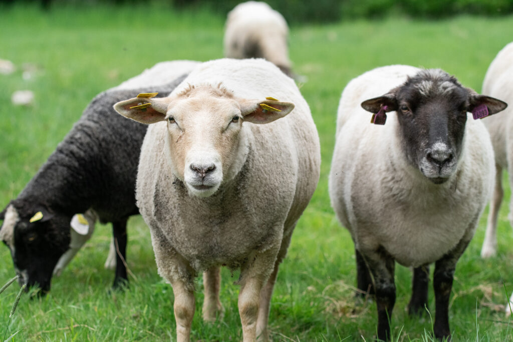 Why Hoof Trims Matter for Sheep