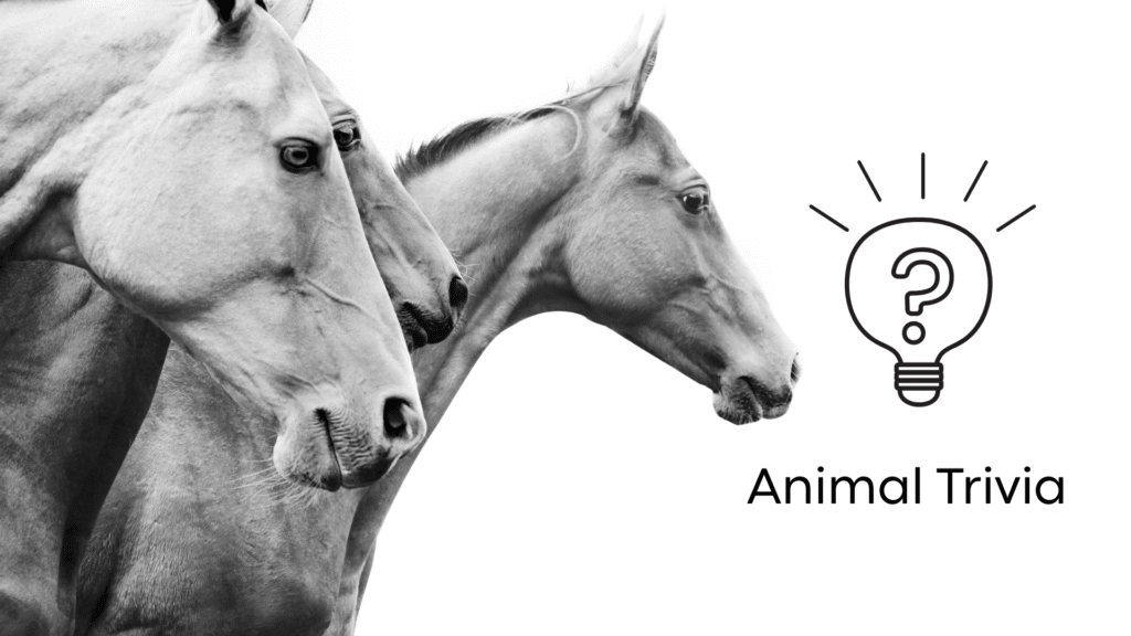 Vet Near Me Quiz – Are You Smarter Than a 5th Grader? Pet Edition | Herd Health Management