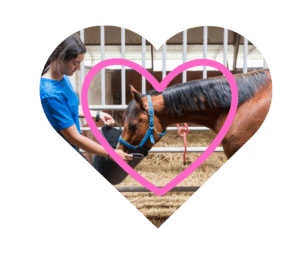 Herd Health Management caring for equines in Maricopa, AZ